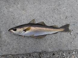 Image result for Pollachius pollachius