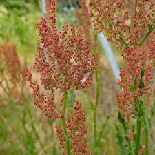 Attēlu rezultāti vaicājumam “Rumex”