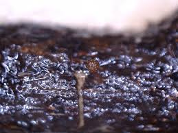 Attēlu rezultāti vaicājumam “Hemitrichia sordivesiculosa macro”