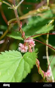Attēlu rezultāti vaicājumam “Cuscuta europaea”