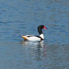 Attēlu rezultāti vaicājumam “Tadorna tadorna”