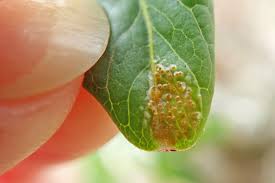 Attēlu rezultāti vaicājumam “Melampsora epitea”