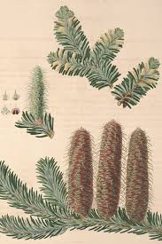 Attēlu rezultāti vaicājumam “Abies”