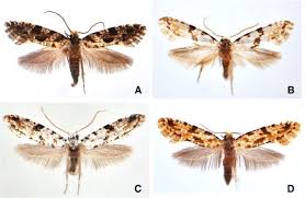 Attēlu rezultāti vaicājumam “Nemapogon cloacella”