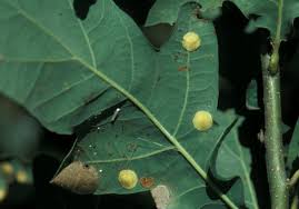 Attēlu rezultāti vaicājumam “Neuroterus quercusbaccarum”