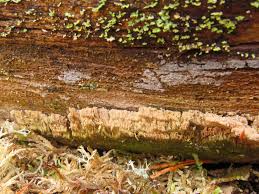 Attēlu rezultāti vaicājumam “Antrodia crassa”