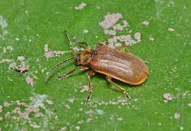 Attēlu rezultāti vaicājumam “Galerucella nymphaeae”