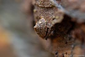 Attēlu rezultāti vaicājumam “Phronia sp.”