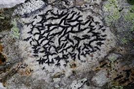 Attēlu rezultāti vaicājumam “Opegrapha atra”