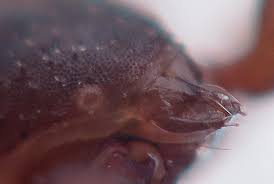 Attēlu rezultāti vaicājumam “Chelifer cancroides”