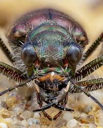 Attēlu rezultāti vaicājumam “Cicindela sylvatica imago”