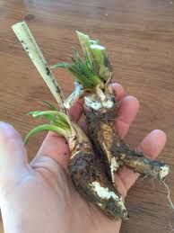 Attēlu rezultāti vaicājumam “Armoracia rusticana bud”