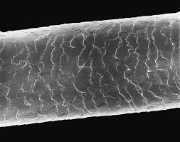 Image result for human hair microscope image