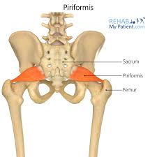 Attēlu rezultāti vaicājumam “Cribraria piriformis”