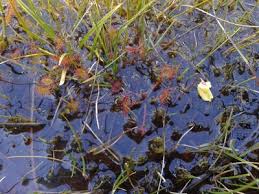 Attēlu rezultāti vaicājumam “Cladopodiella fluitans”