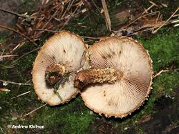 Attēlu rezultāti vaicājumam “Pholiota squarrosoides”