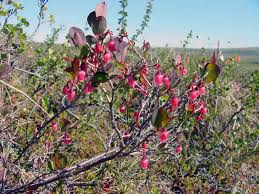Attēlu rezultāti vaicājumam “Vaccinium uliginosum flower”