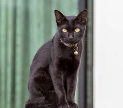 Image result for Black Cat Sac