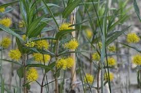 Attēlu rezultāti vaicājumam “Lysimachia thyrsiflora leaf”