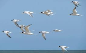 Image result for Sterna dougallii