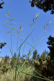 Attēlu rezultāti vaicājumam “Brachypodium pinnatum”