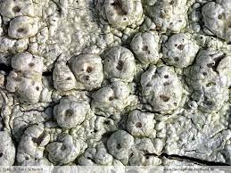 Attēlu rezultāti vaicājumam “Pertusaria leioplaca”