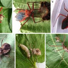 Attēlu rezultāti vaicājumam “Rhynocoris annulatus nymph”