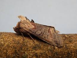 Attēlu rezultāti vaicājumam “Abrostola triplasia”