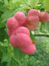 Attēlu rezultāti vaicājumam “Magnolia acuminata fruit”