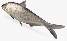 Image result for Dorosoma cepedianum