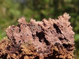 Attēlu rezultāti vaicājumam “Thelephora terrestris”