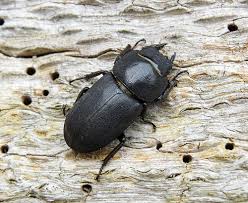 Attēlu rezultāti vaicājumam “Dorcus parallelopipedus”