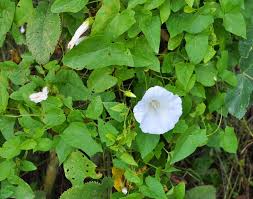 Attēlu rezultāti vaicājumam “Calystegia sepium fruit”