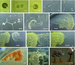 Attēlu rezultāti vaicājumam “Didymium megalosporum”