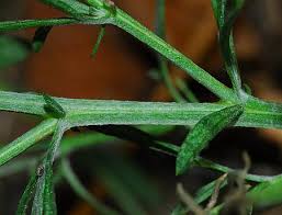 Attēlu rezultāti vaicājumam “Centaurea stoebe fruit”