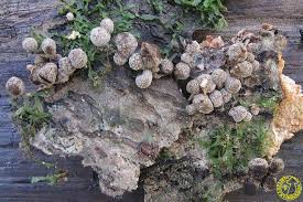 Attēlu rezultāti vaicājumam “Phleogena faginea”