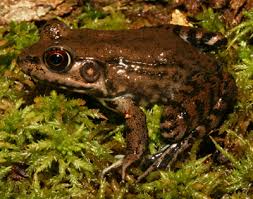 Attēlu rezultāti vaicājumam “Ranidae”