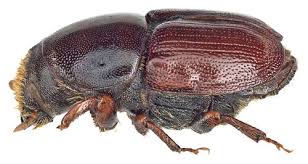 Attēlu rezultāti vaicājumam “Scolytidae”