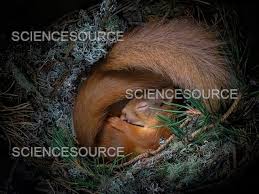 Attēlu rezultāti vaicājumam “Sciurus vulgaris”