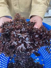 Attēlu rezultāti vaicājumam “Enteridium olivaceum macro”