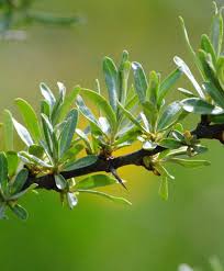 Attēlu rezultāti vaicājumam “Hippophae rhamnoides leaf”