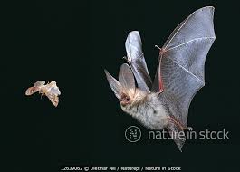 Attēlu rezultāti vaicājumam “Plecotus auritus”