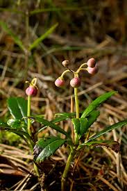 Attēlu rezultāti vaicājumam “Chimaphila umbellata flower”