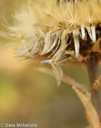 Attēlu rezultāti vaicājumam “Carlina biebersteinii fruit”