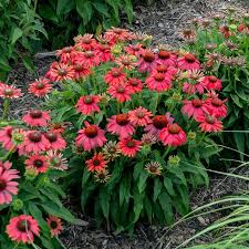 Image result for Echinacea Lustre hybrids