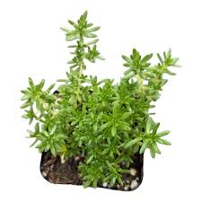 Attēlu rezultāti vaicājumam “Sedum acre fruit”