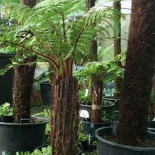 Attēlu rezultāti vaicājumam “Weissia squarrosa”