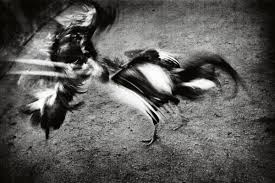 Image result for antoine d