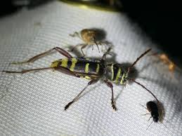 Attēlu rezultāti vaicājumam “Plagionotus detritus imago”