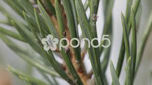 Attēlu rezultāti vaicājumam “Schizolachnus pineti”